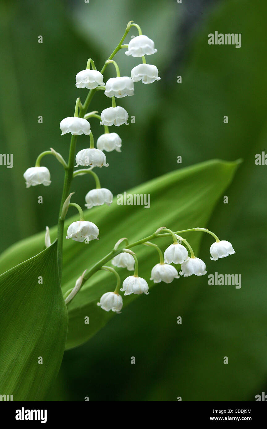 Il giglio della valle, convallaria majalis Foto Stock