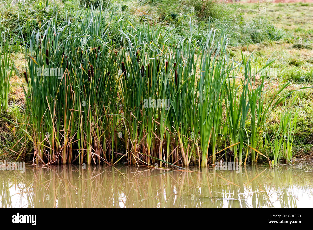 Grande Reedmace o giunco, Typha latifolia, stagno in Normandia Foto Stock