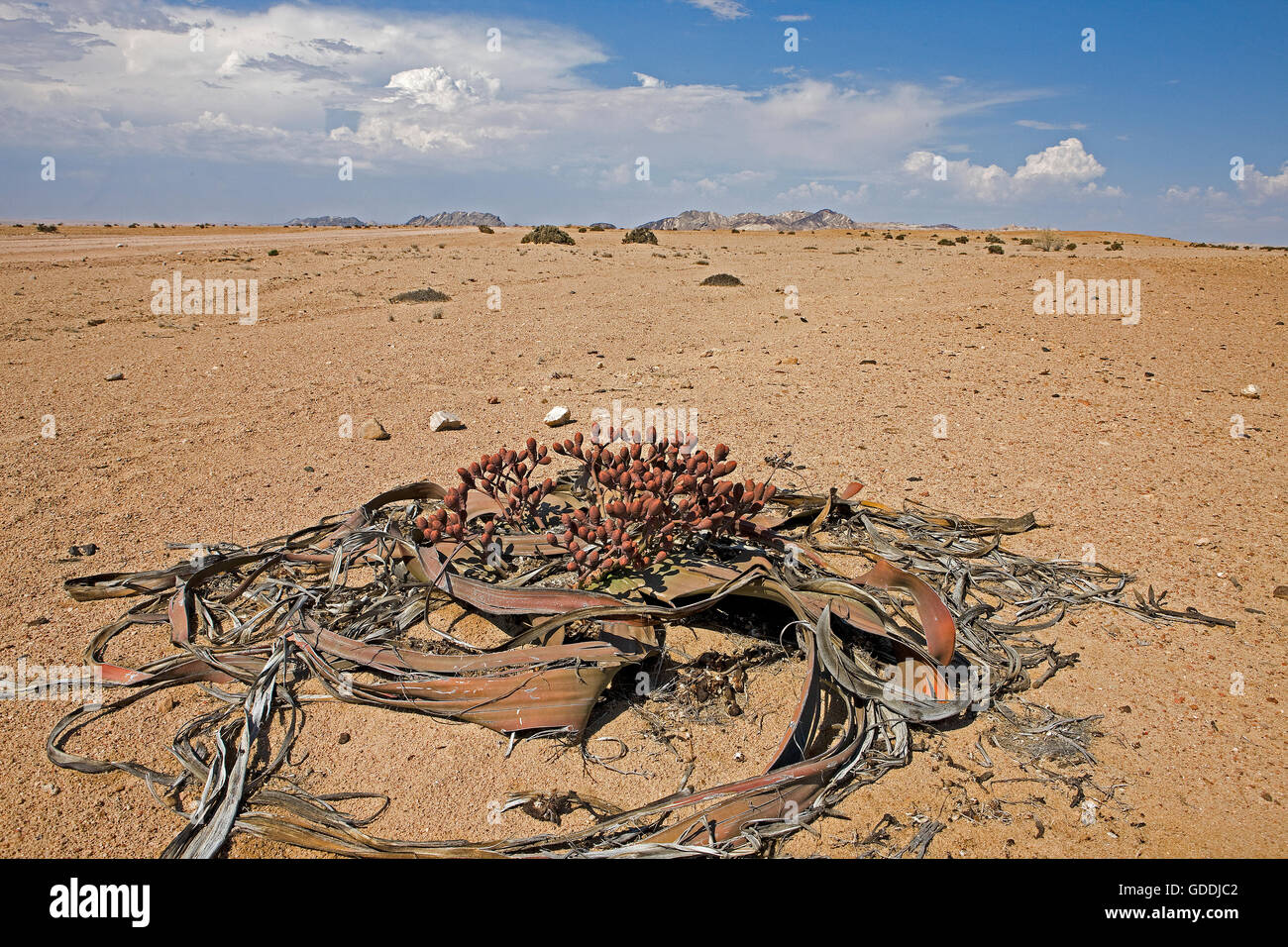 Welwitschia, Welwitschia mirabilis, fossile vivente pianta, deserto del Namib in Namibia Foto Stock