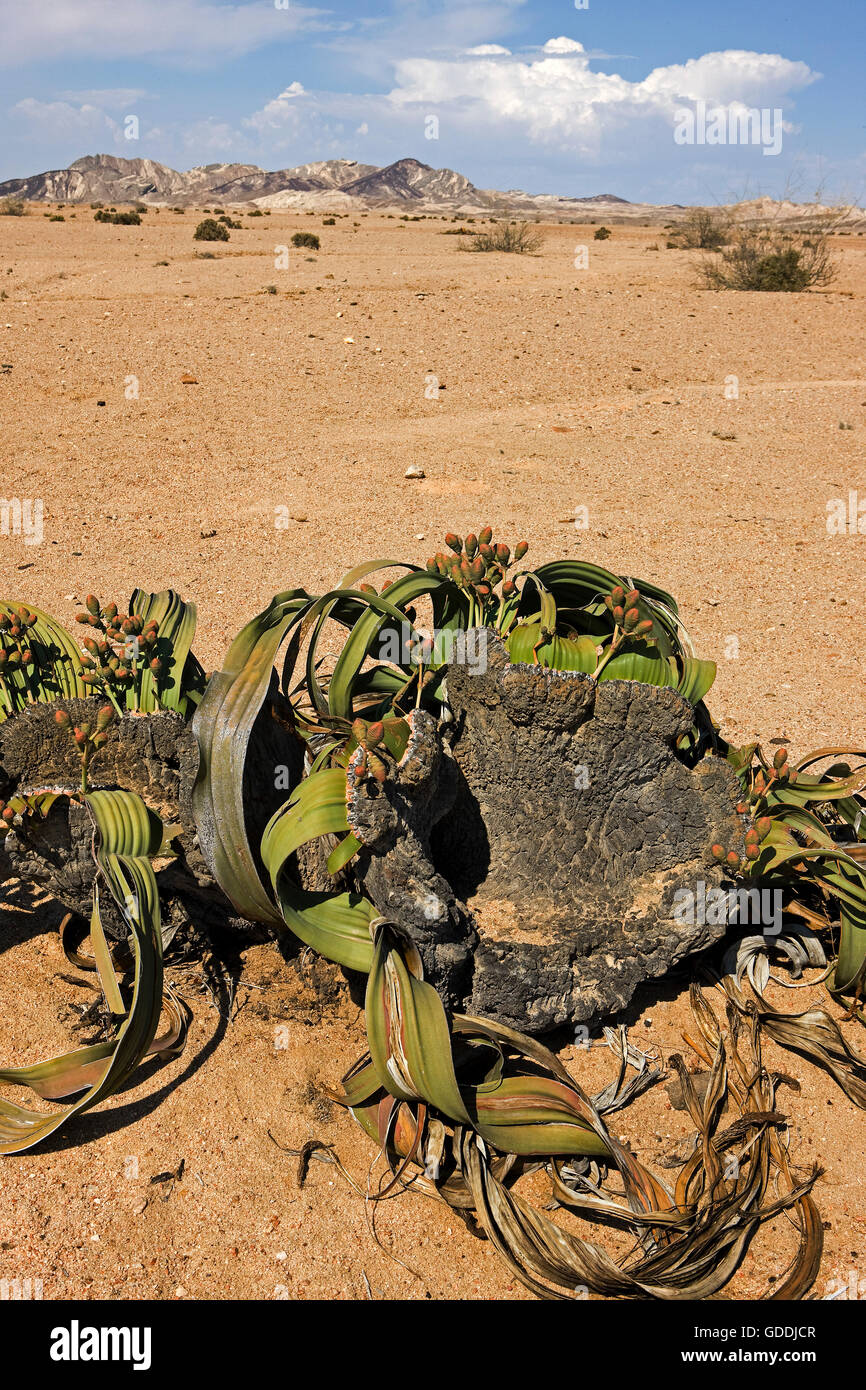 WELWITSCHIA Welwitschia mirabilis, il deserto del Namib IN NAMIBIA Foto Stock