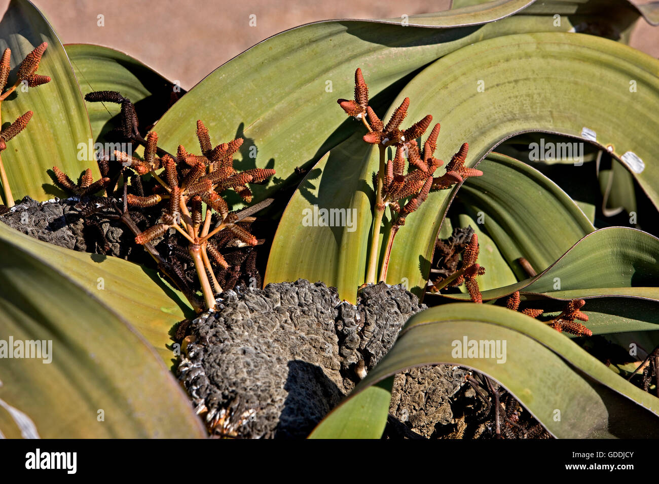 Welwitschia, Welwitschia mirabilis, fossile vivente pianta, deserto del Namib in Namibia Foto Stock