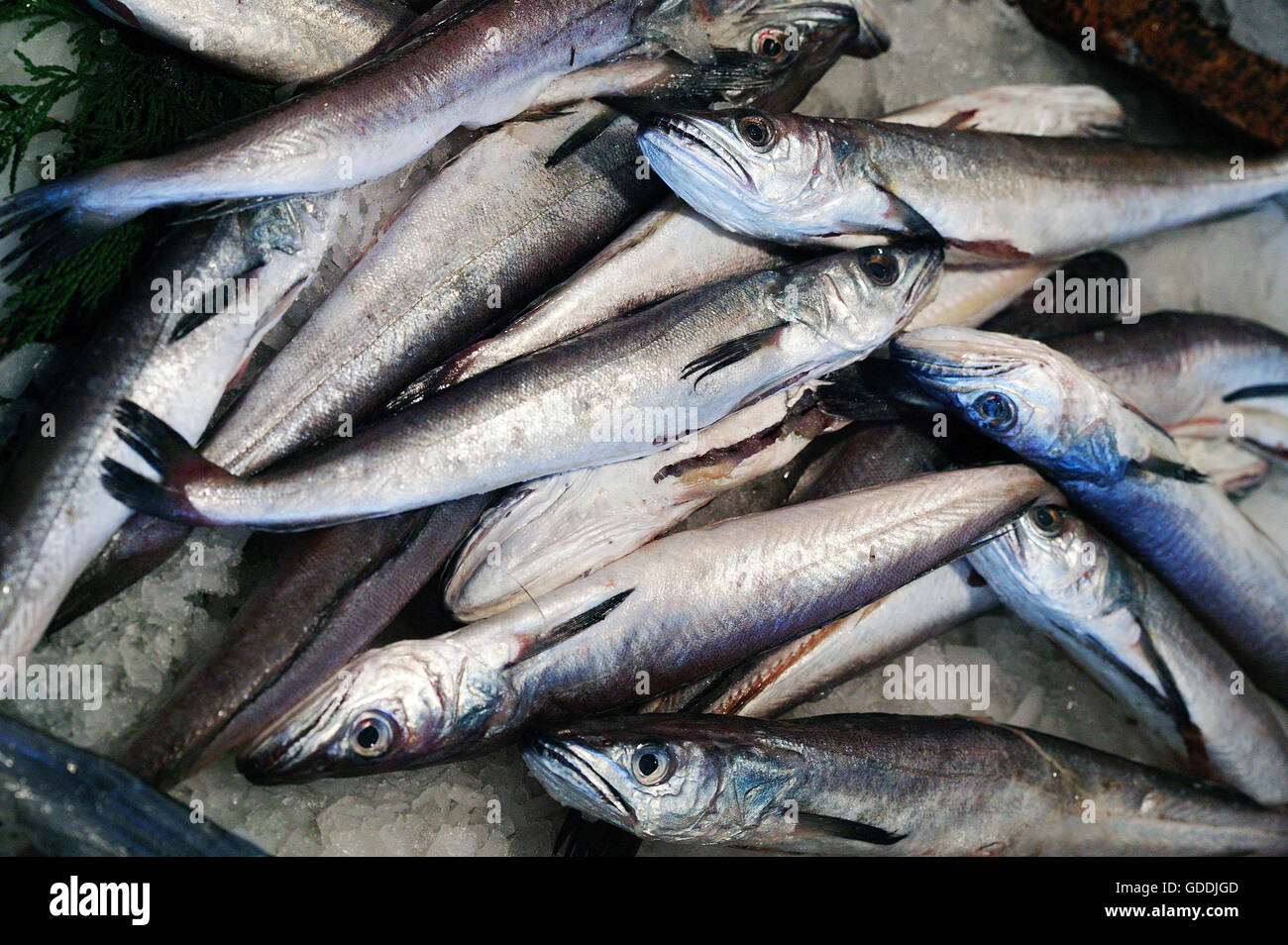 La sardina, sardina pilchardus, pesce fresco contro Foto Stock