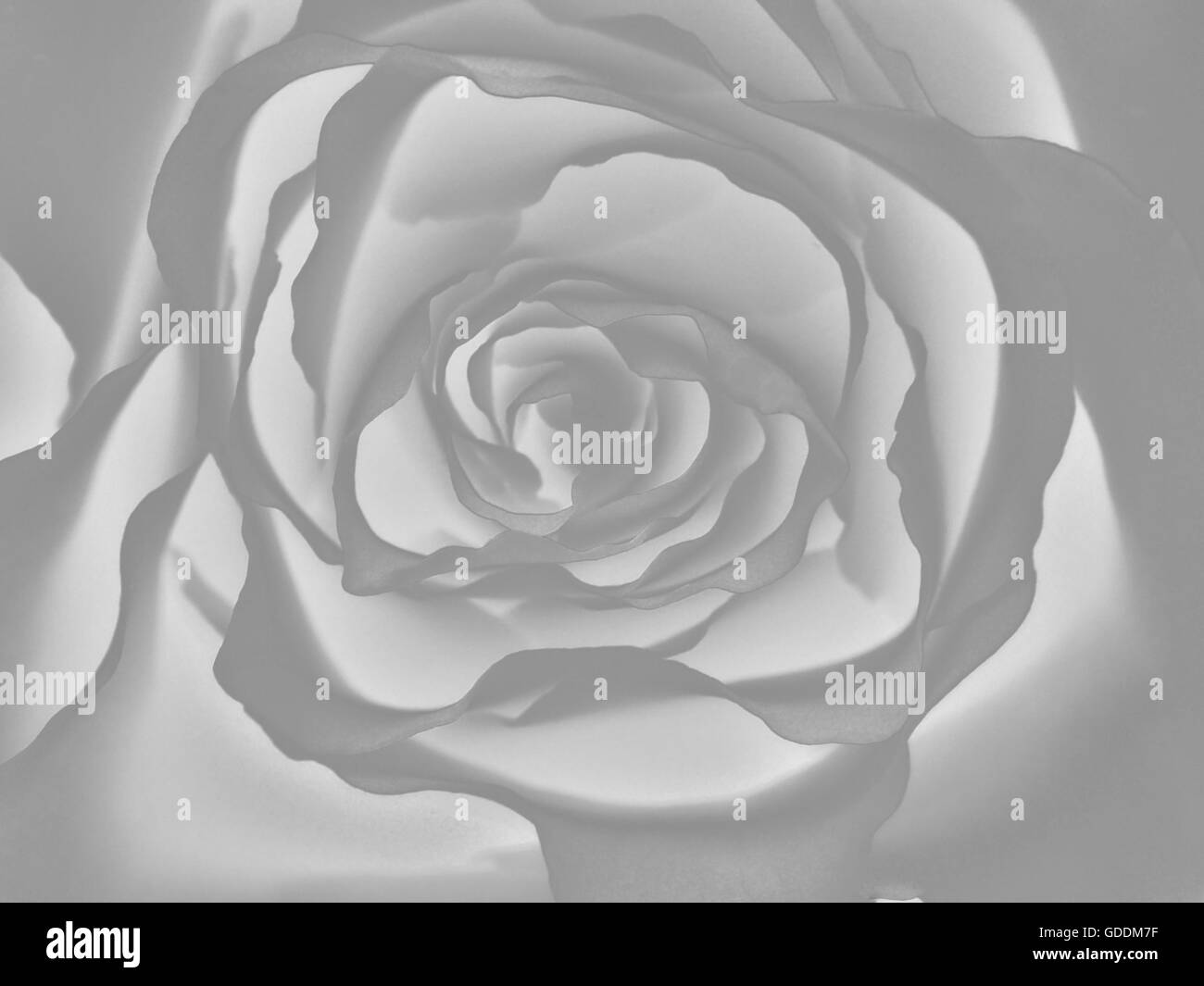 Rose,creative,Vicino,bianco e nero,concetti, Foto Stock