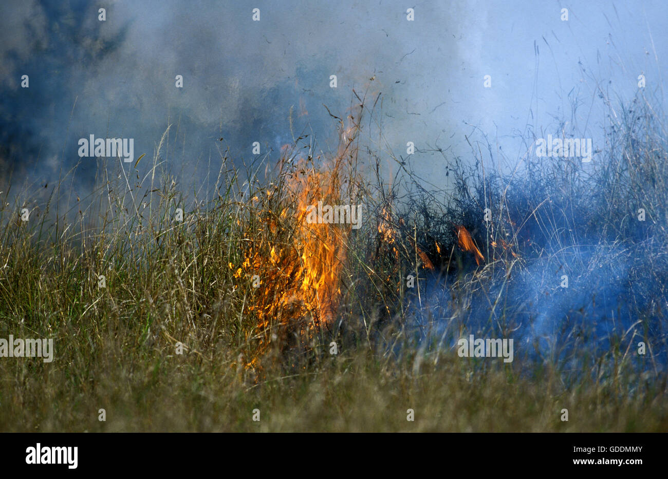 Bush Fire, Masai Mara Park in Kenya Foto Stock