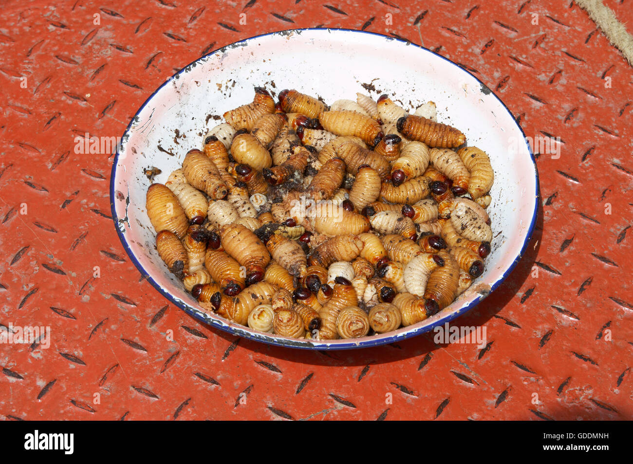 PALMTREE IL WORM, cibo per gli indiani warao, DELTA ORINOCO IN VENEZUELA Foto Stock