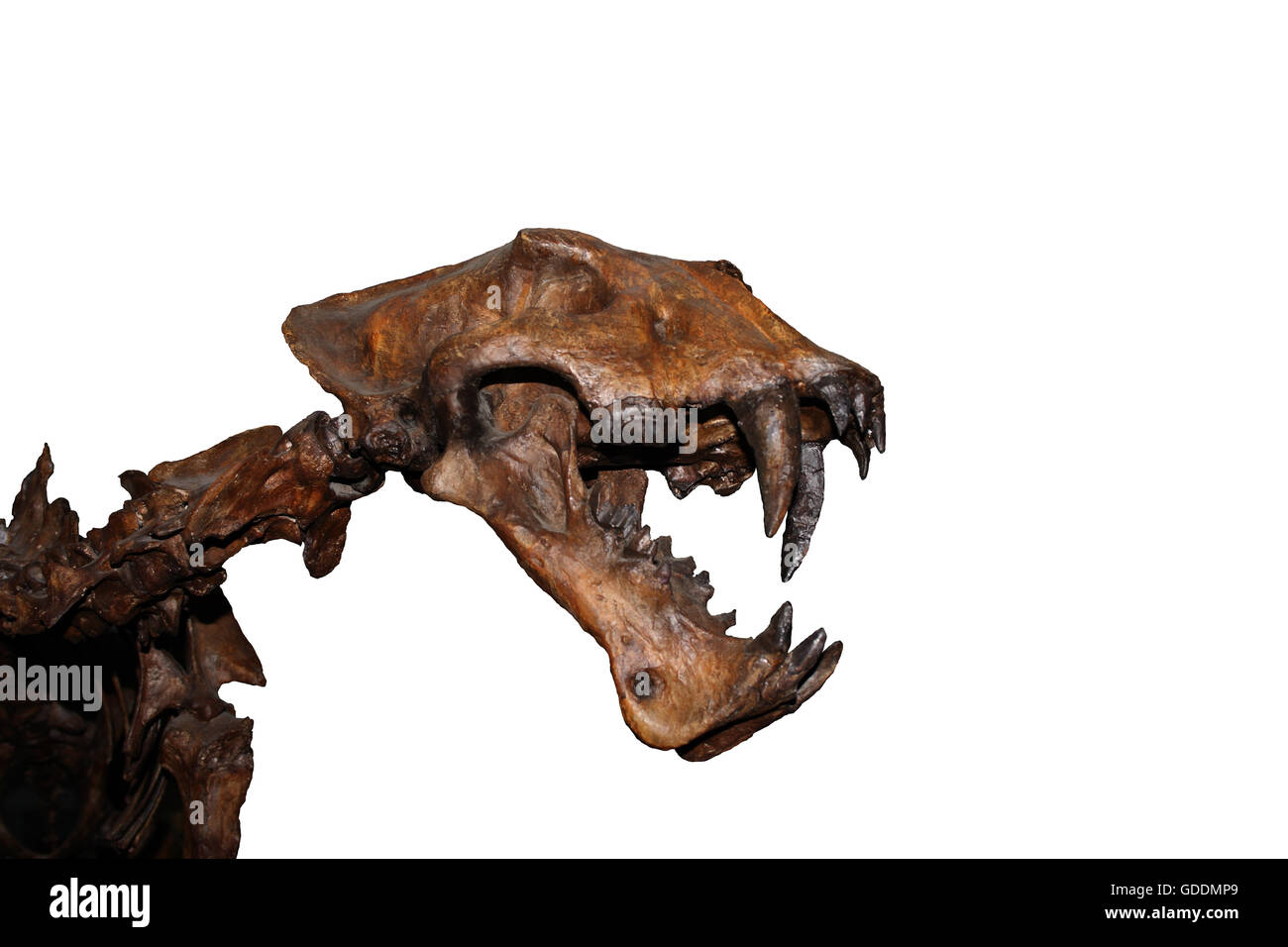 Cranio di Scimitar Cat, homotherium siero, dai Denti a Sciabola Cat scomparso 10 000 anni fa, Museo Beringie in Canada Foto Stock