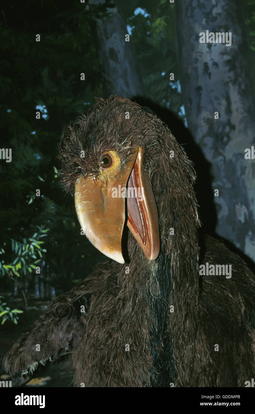 Diatryma, un carnivoro uccello preistorico vissuto 50 milioni di anni fa Foto Stock
