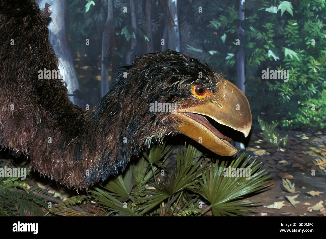 Diatryma, un carnivoro uccello preistorico vissuto 50 milioni di anni fa Foto Stock