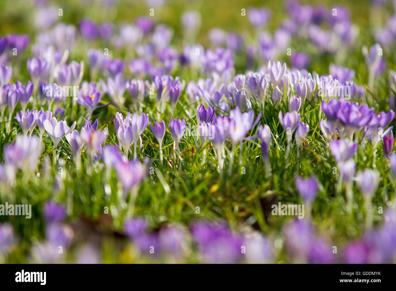 Crocus malva in piena fioritura,prosperare, Foto Stock