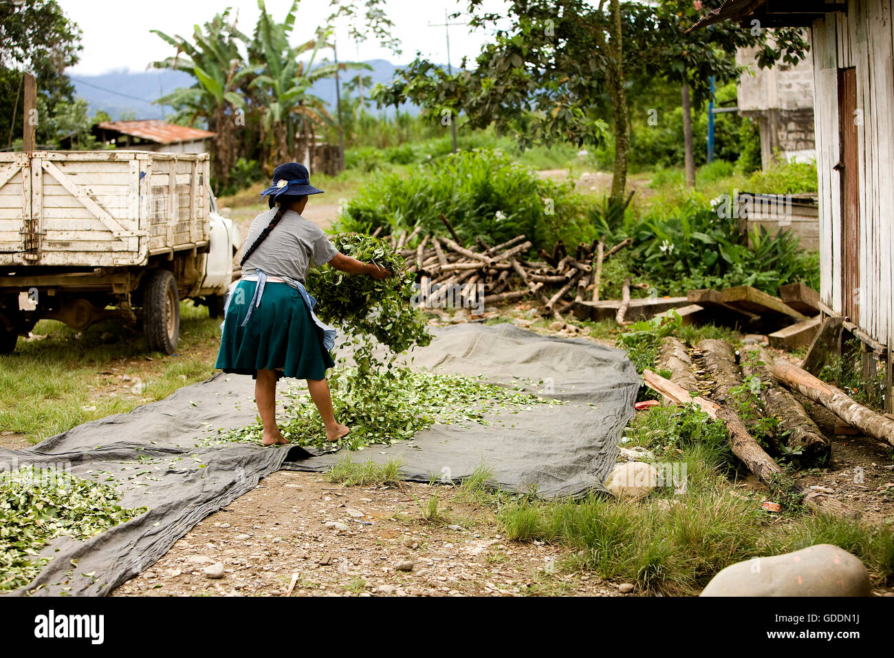 Coca, Erythroxylum coca, la produzione di cocaina, essiccazione lascia al villaggio Pilcopata, Ande del Perù Foto Stock