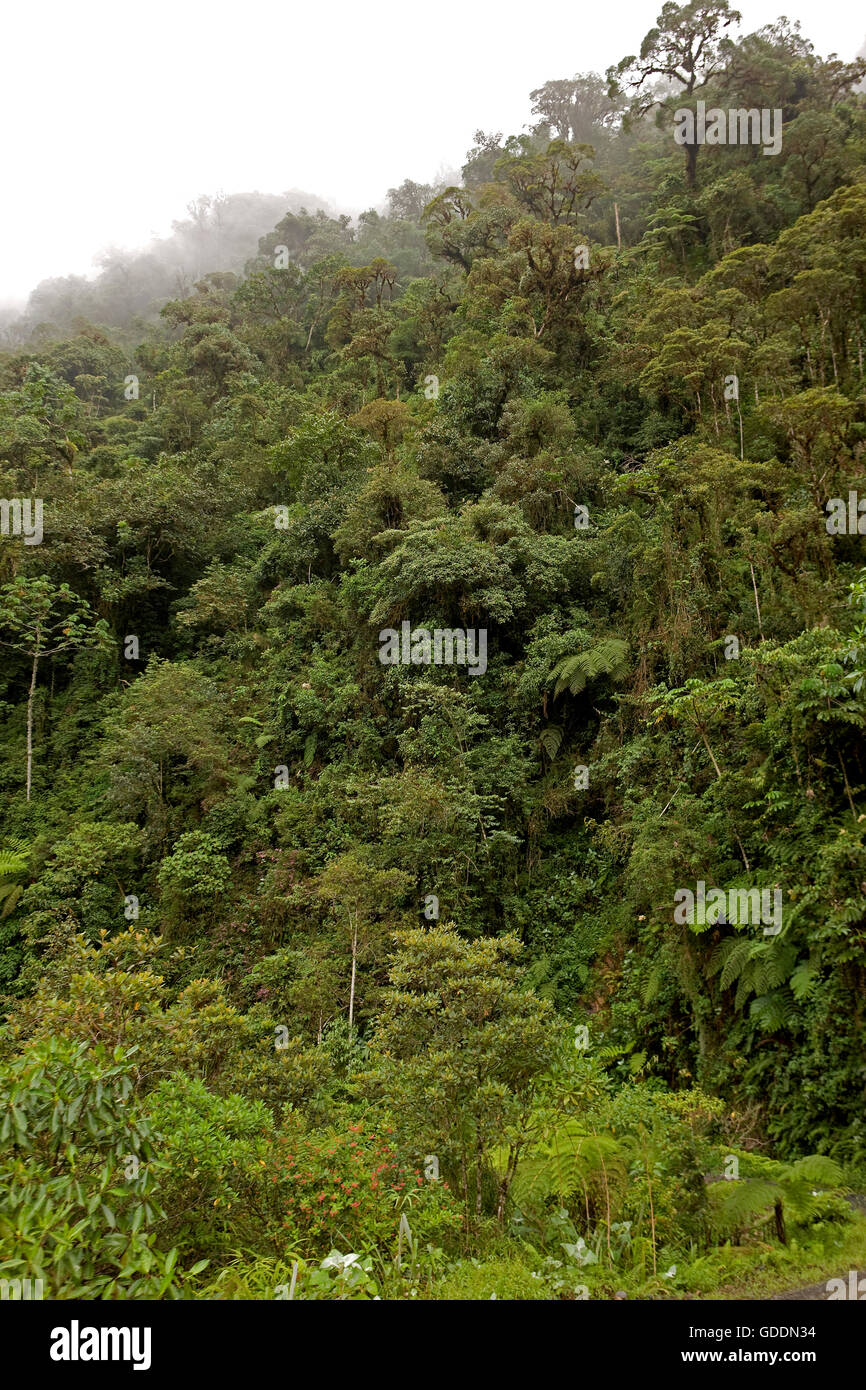 Foresta pluviale nel Parco Nazionale del Manu, Perù Foto Stock
