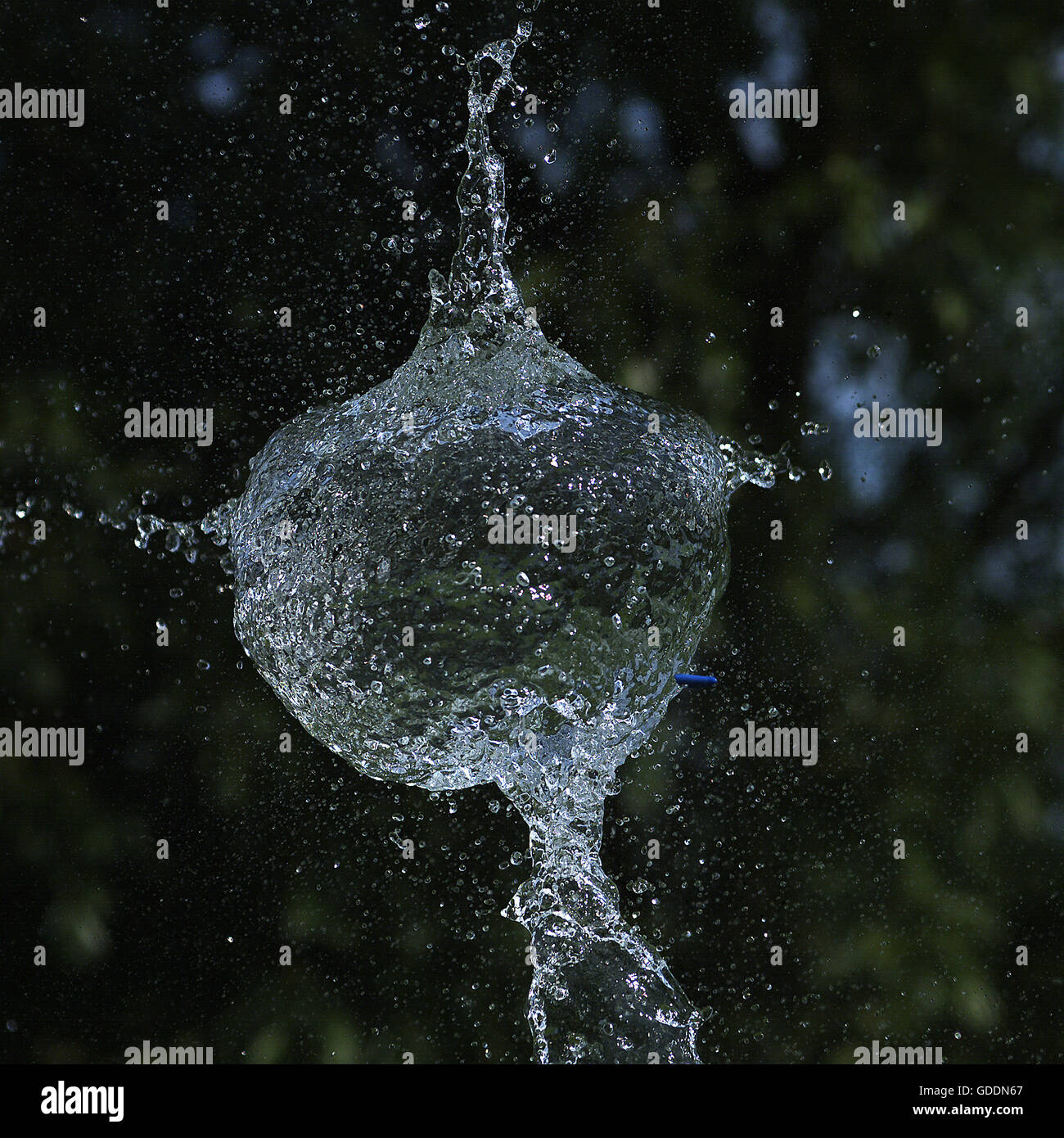 Explosing blu a palloncino con acqua all'interno, la sequenza di movimento Foto Stock