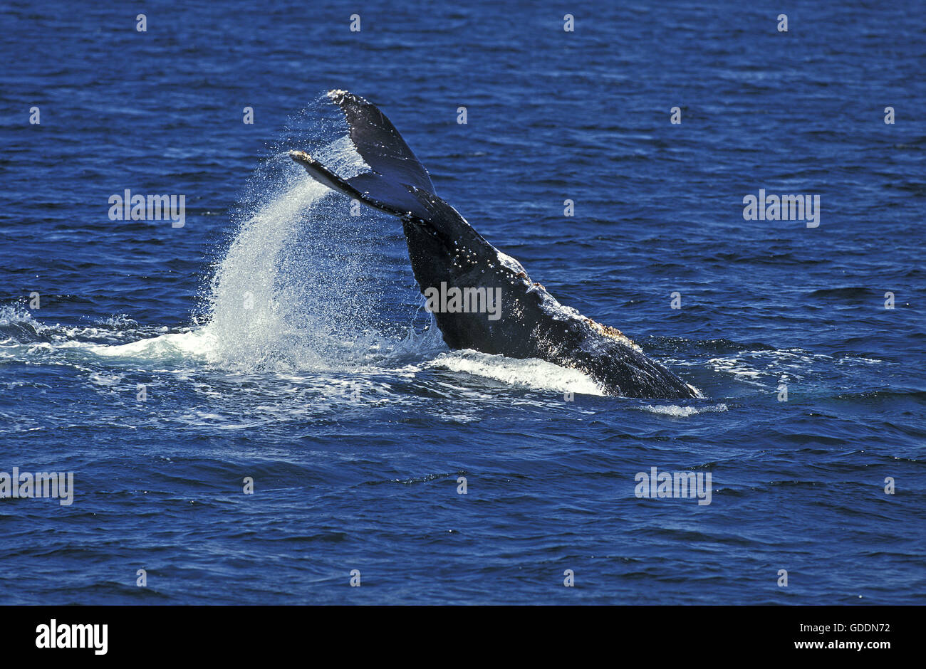 Balena Humpack, Megaptera novaeangliae, adulto coda battendo contro la superficie di acqua, Alaska Foto Stock