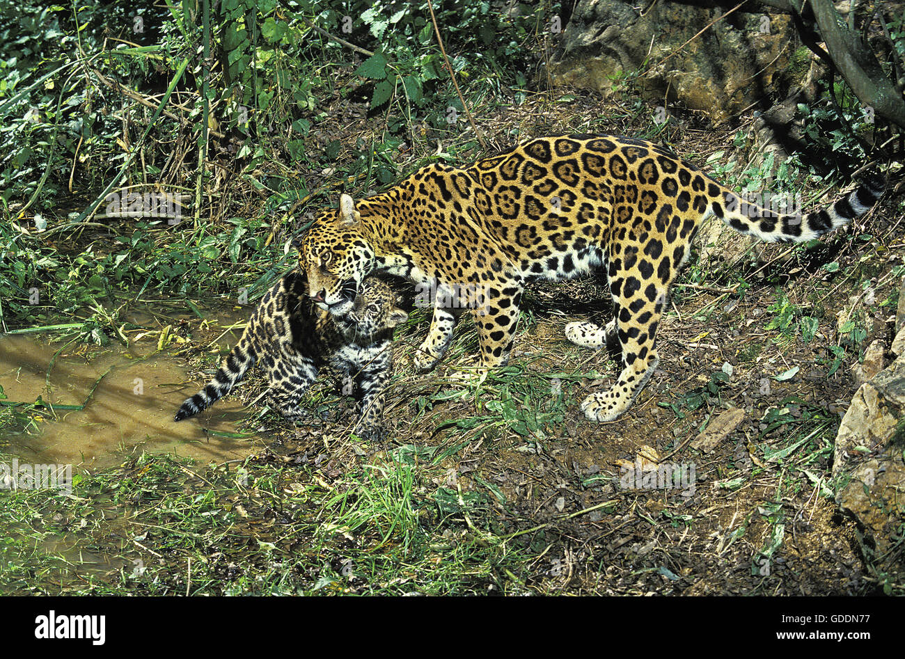 Jaguar, Panthera onca, Madre e Cub Foto Stock