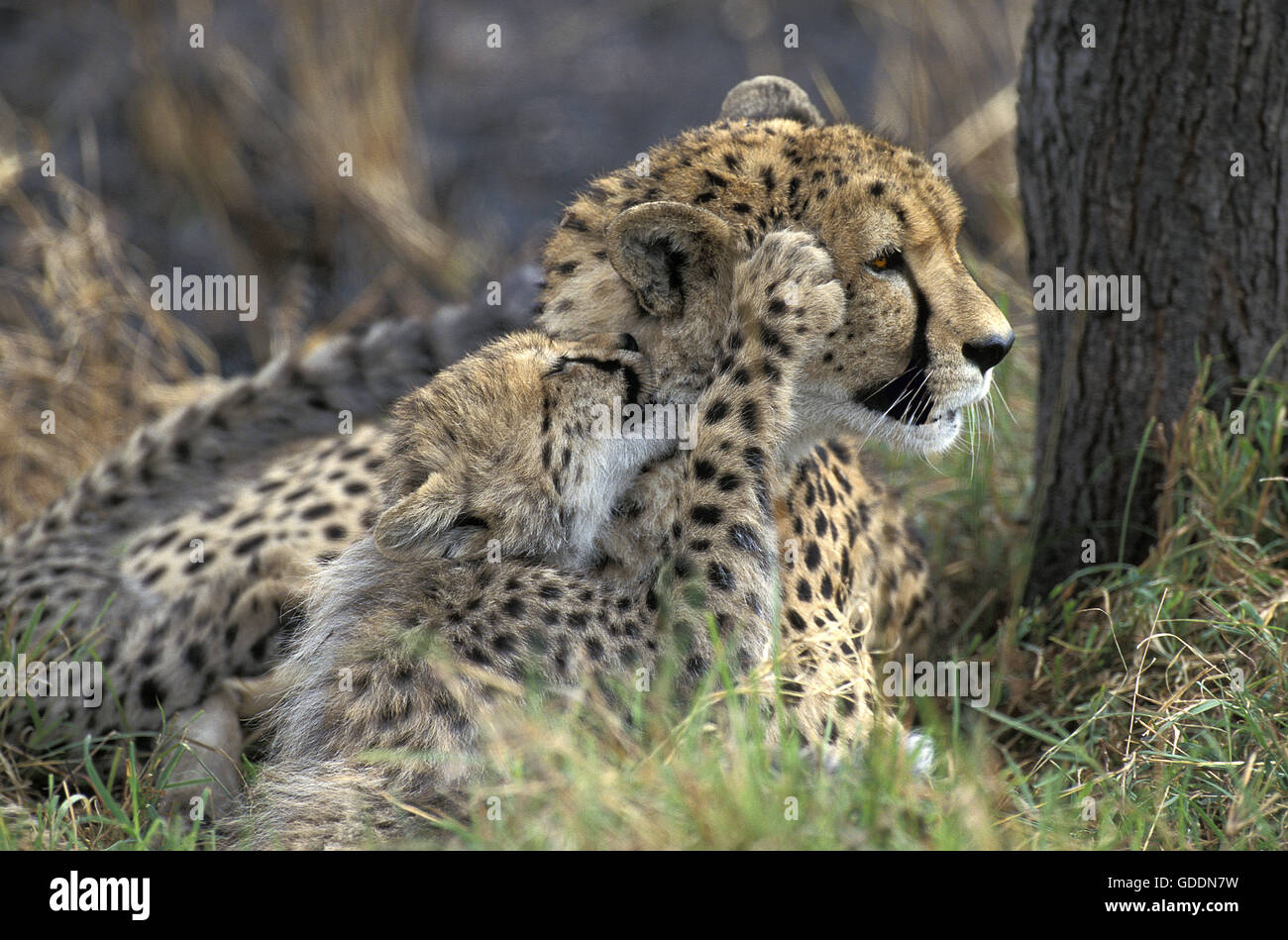 Cheetah, Acinonyx jubatus, Madre playint con Cub, Masai Mara Park in Kenya Foto Stock