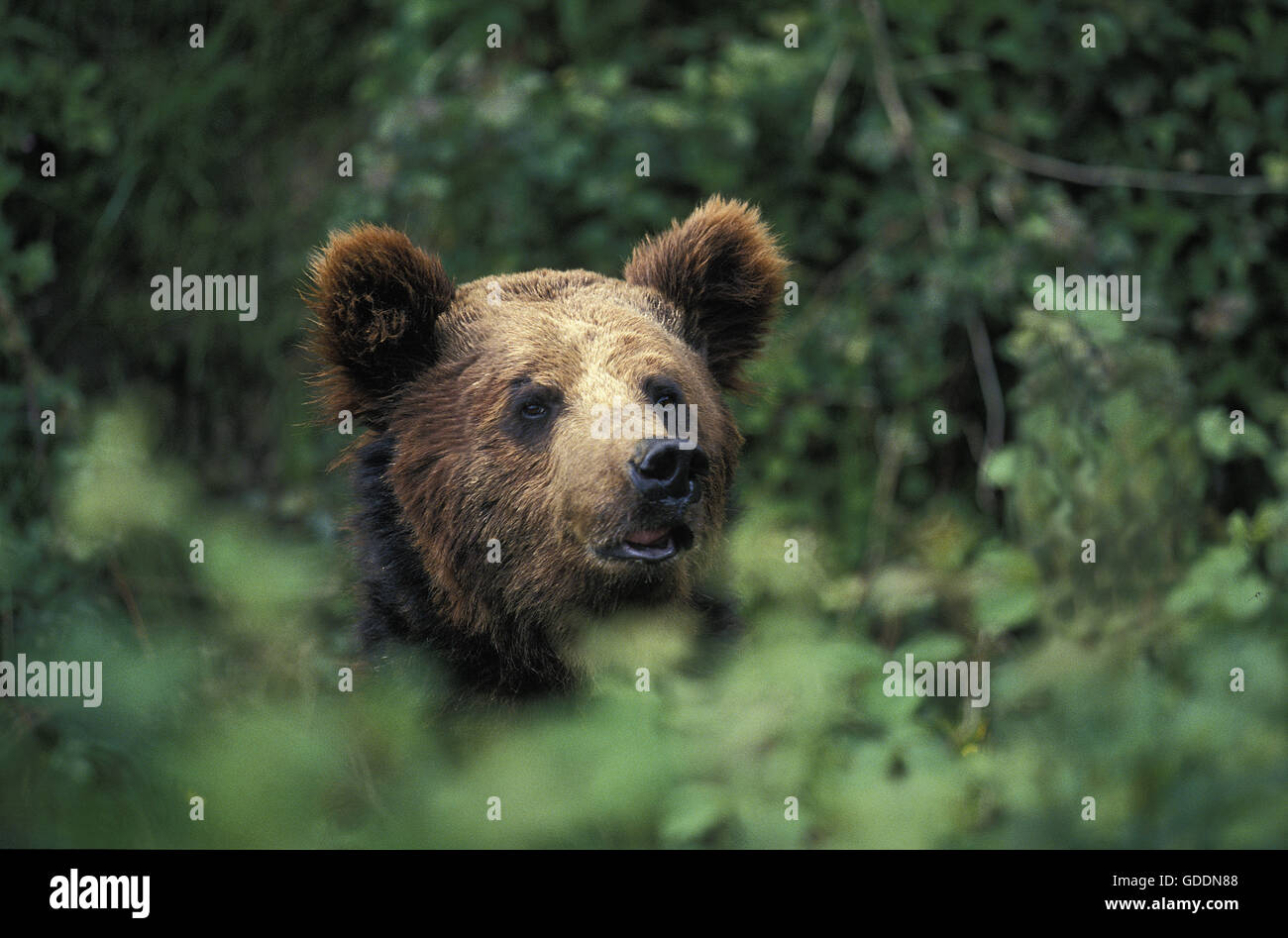 Orso bruno Ursus arctos, testa emergente dalla boccola Foto Stock