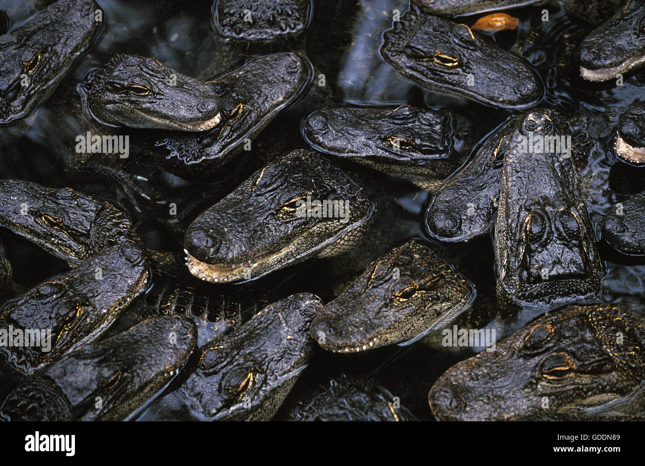 American Alligator alligator mississipiensis, testa di giovani emergenti dall'acqua Foto Stock