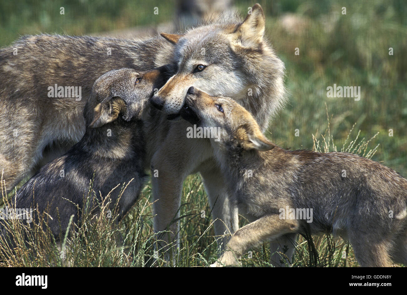 Lupo europeo, Canis lupus, Madre e Cub Foto Stock