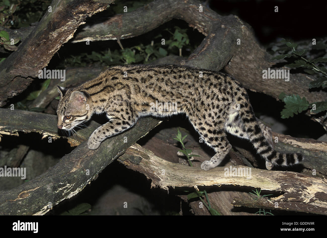 Tiger Cat o Oncilla, da leopardo tigrinus Foto Stock