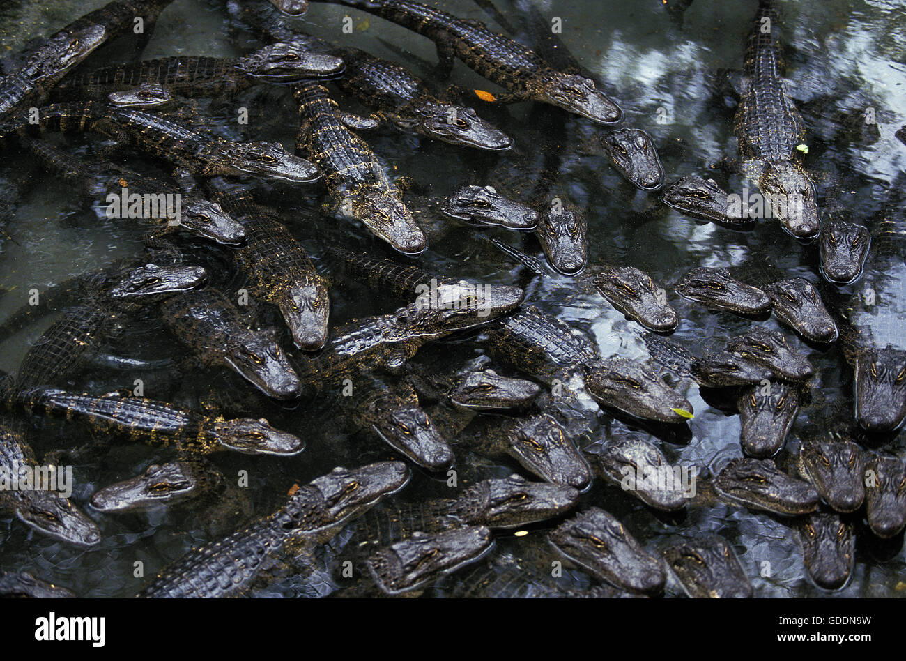 American Alligator alligator mississipiensis, testa di Youngs in superficie Foto Stock