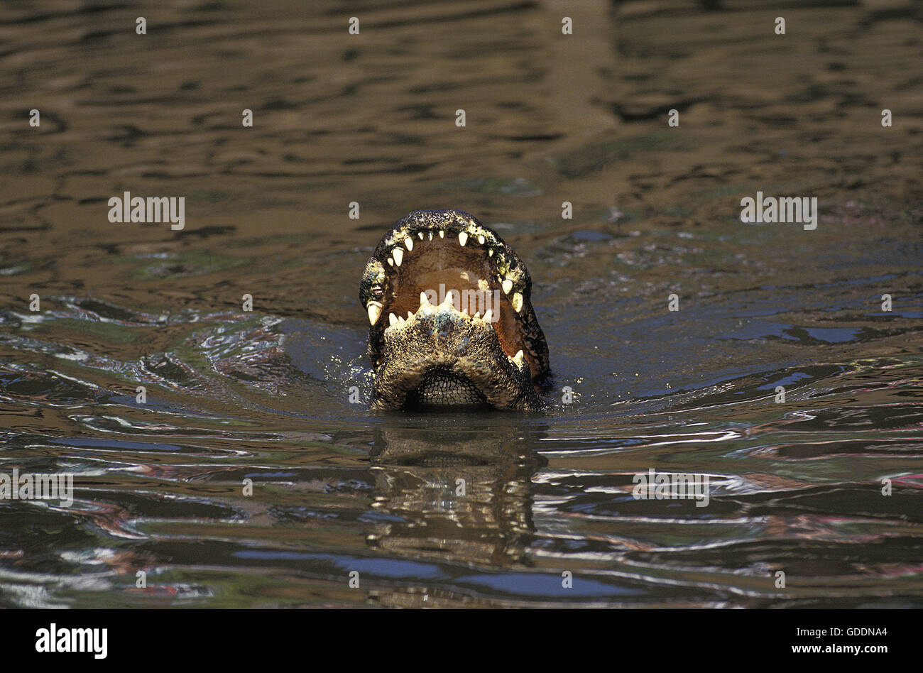 American Alligator alligator mississipiensis, adulti con bocca aperta Foto Stock