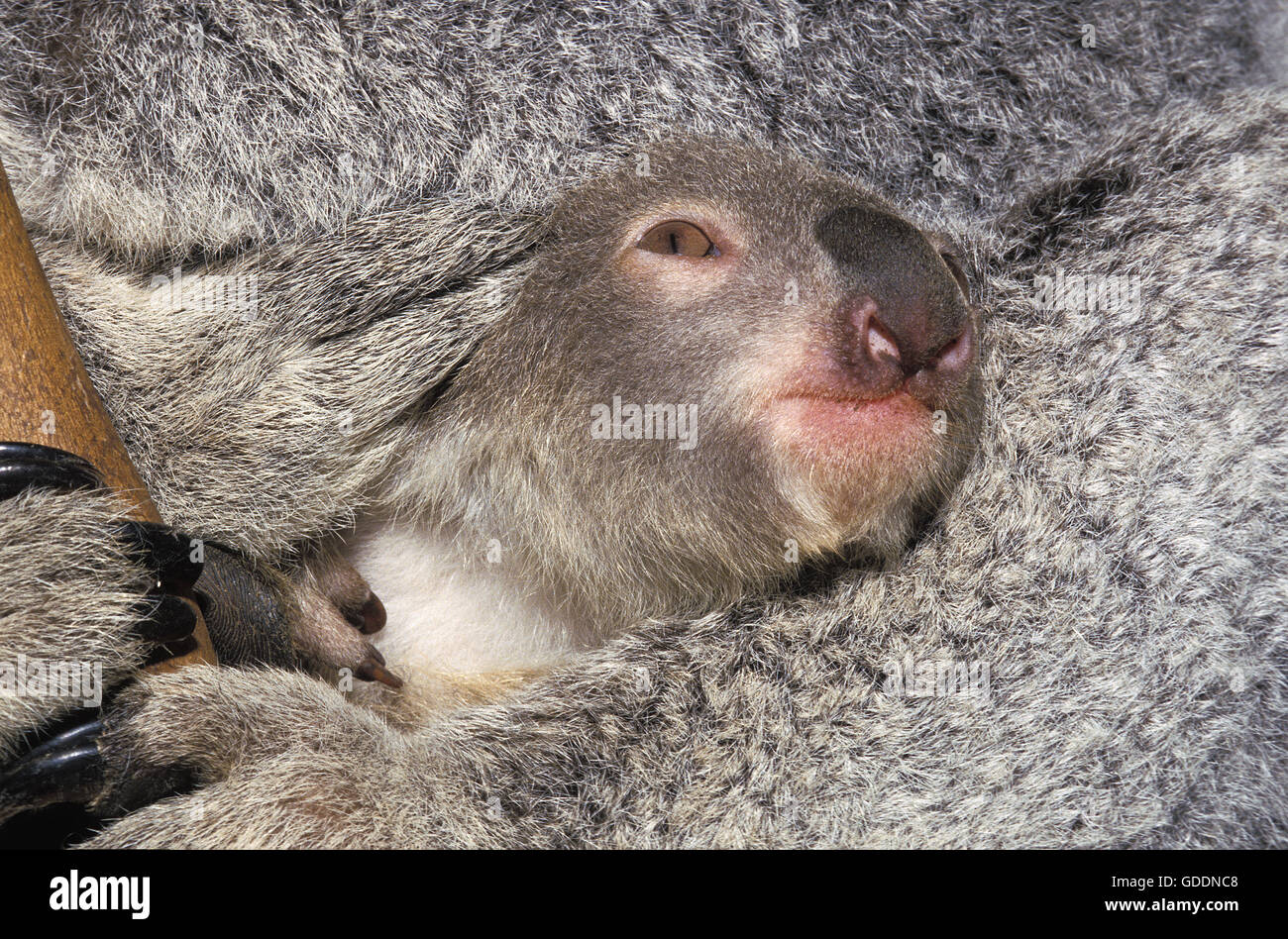 Il Koala, phascolarctos cinereus, Joey che spuntavano di sua madre della custodia Foto Stock
