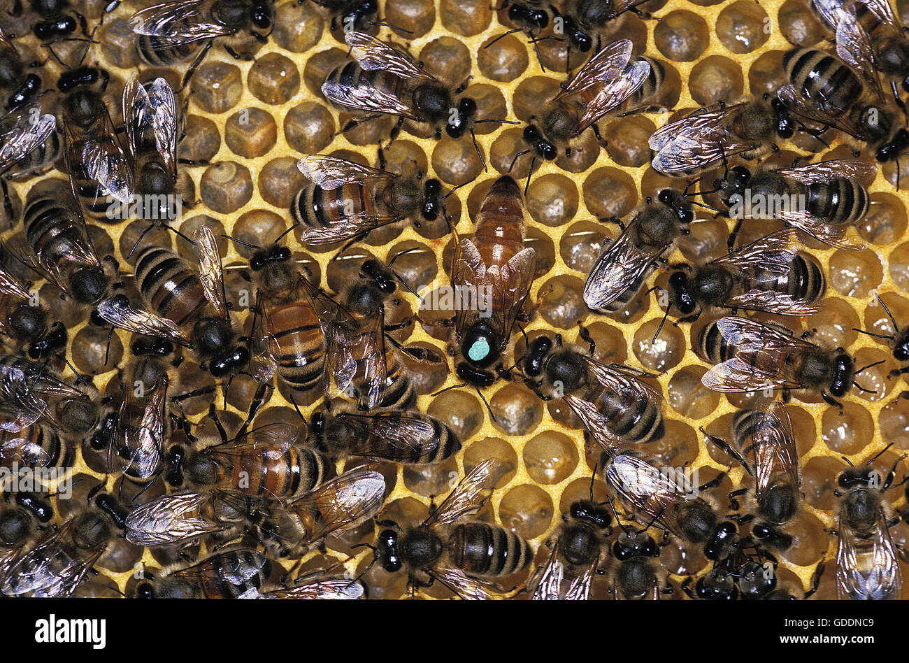 Il miele delle api, Apis mellifera, alveare con la regina in medio Foto Stock