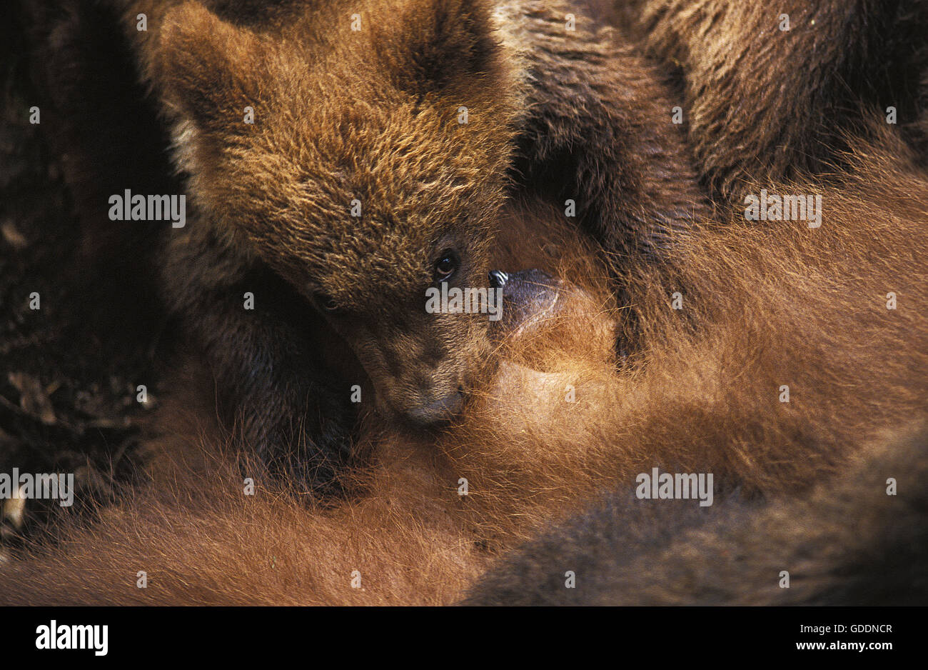 Orso bruno Ursus arctos, Madre e Cub Allattamento Foto Stock