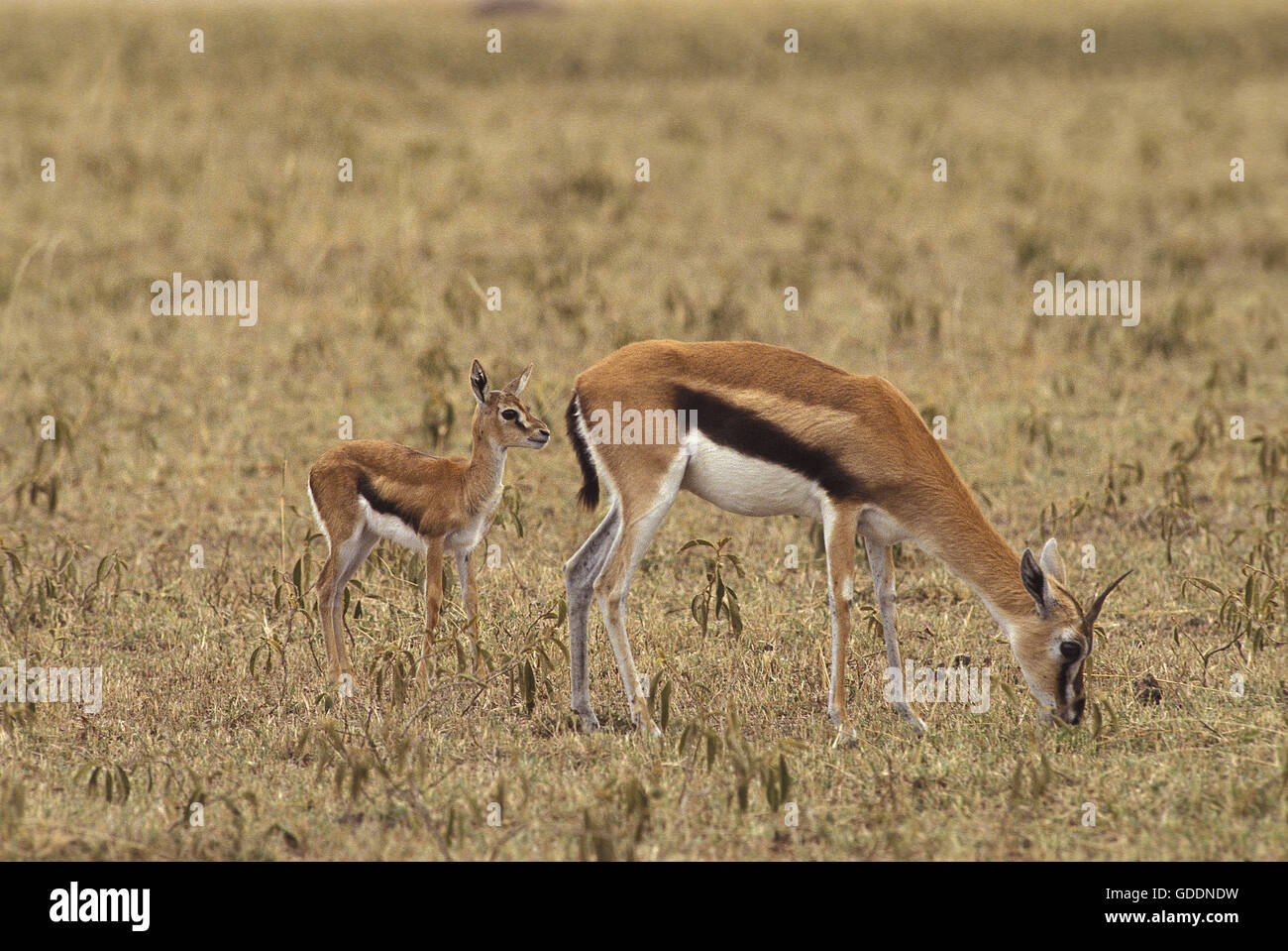 Thomson Gazelle, gazella thomsoni, Madre e giovani, il Masai Mara Park in Kenya Foto Stock