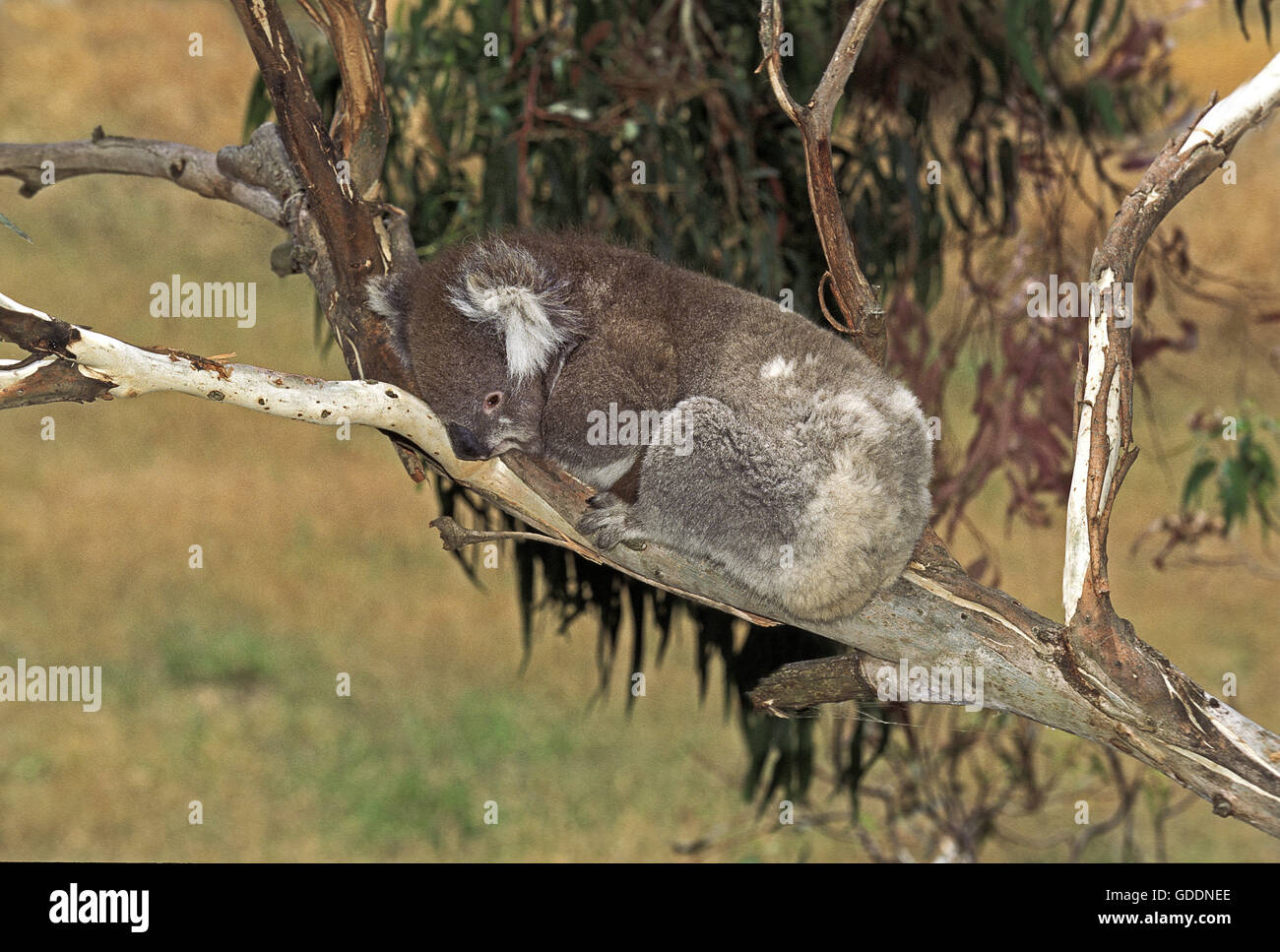 Il Koala, phascolarctos cinereus, adulti in appoggio, Australia Foto Stock