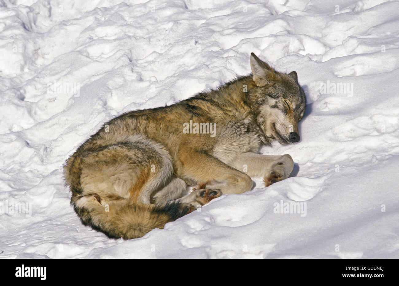 Lupo europeo, Canis lupus, adulti di dormire sulla neve, il Land della Baviera in Germania Foto Stock