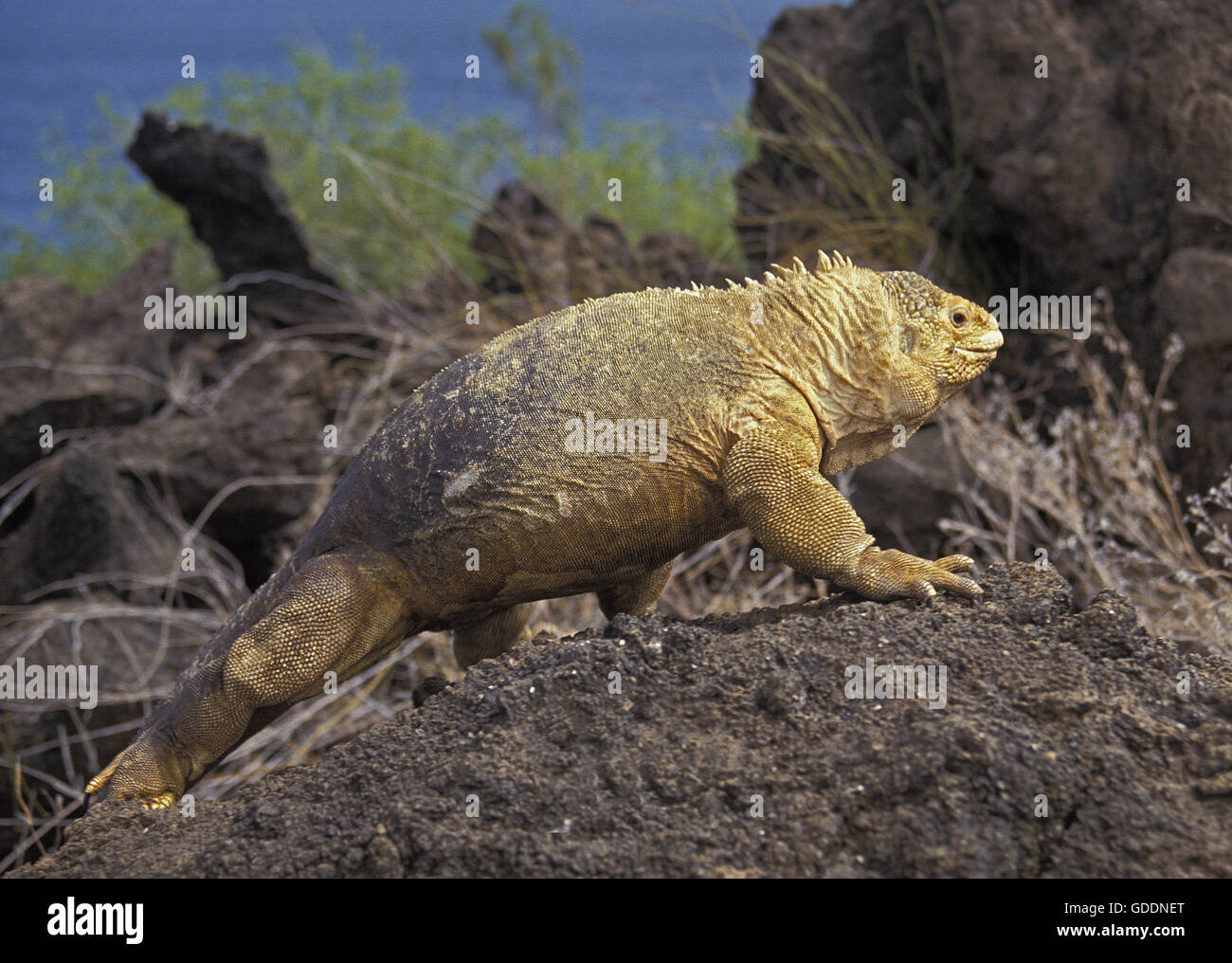 Terra Galapagos Iguana, conolophus subcristatus, Isole Galapagos Foto Stock