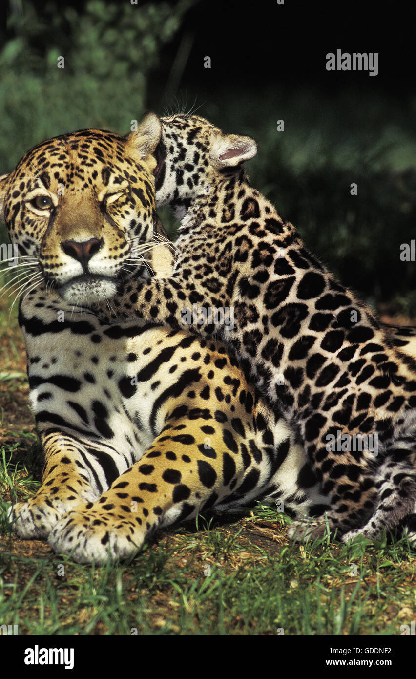 Jaguar, Panthera onca, Madre e Cub giocando Foto Stock