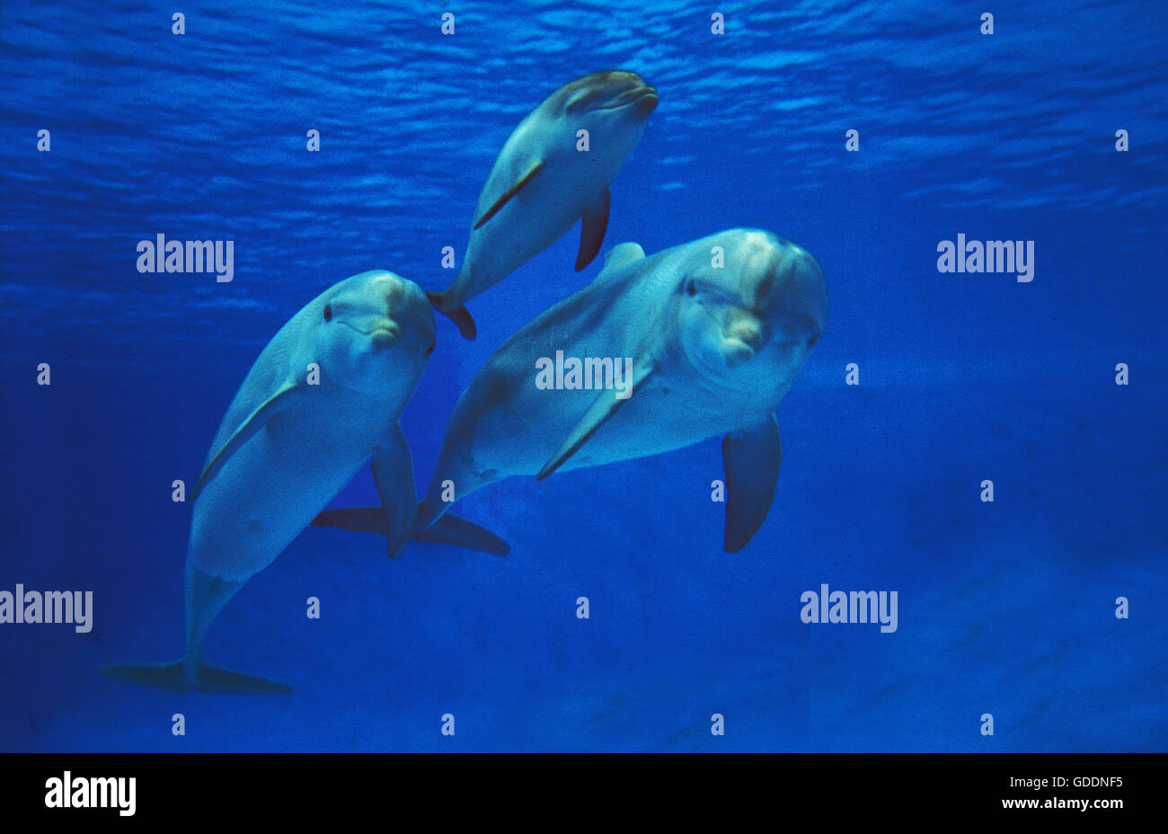 Tursiops Truncatus Immagini E Fotografie Stock Ad Alta Risoluzione Alamy tursiops-truncatus-immagini-e-fotografie-stock-ad-alta-risoluzione-alamy