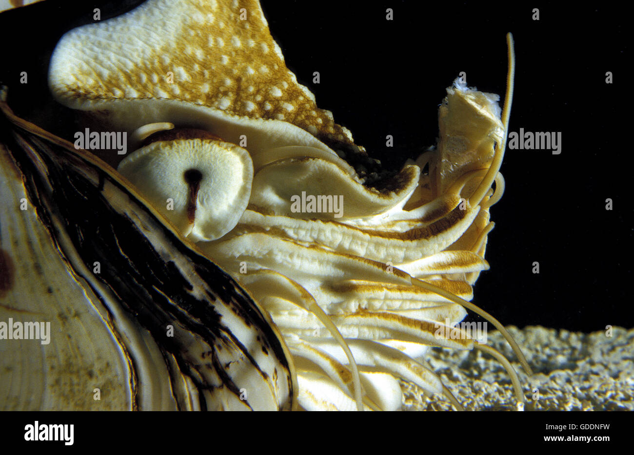 Nautilus Nautilus macromphalus Foto Stock