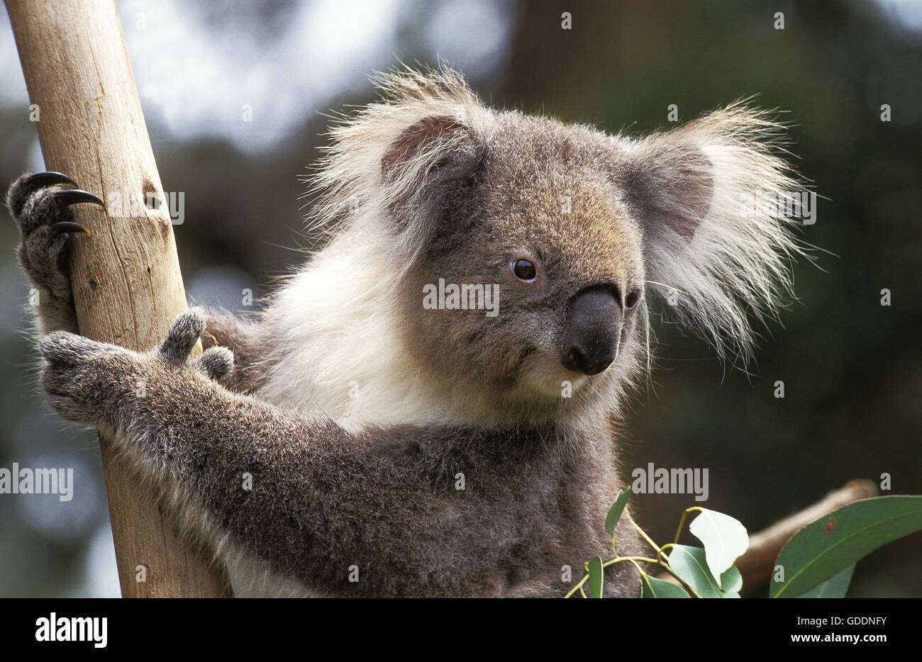 Il Koala, phascolarctos cinereus, Ritratto di adulto Foto Stock