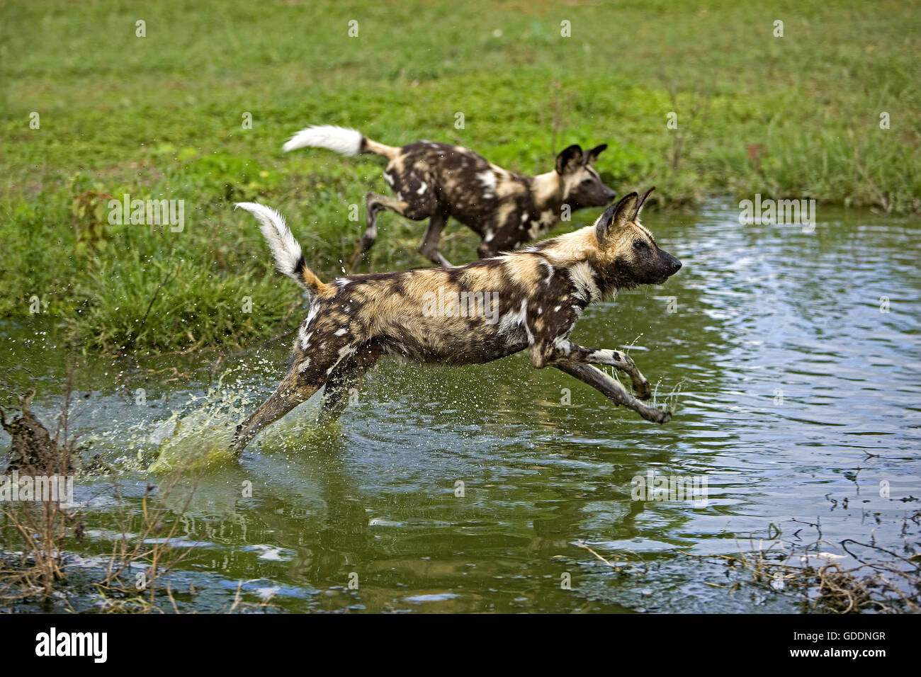 African Wild Dog, lycaon pictus al foro per l'acqua, Namibia Foto Stock