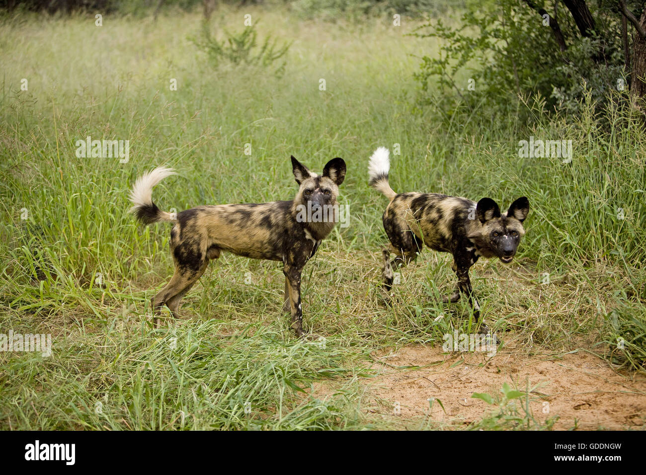 African Wild Dog, lycaon pictus, Namibia Foto Stock