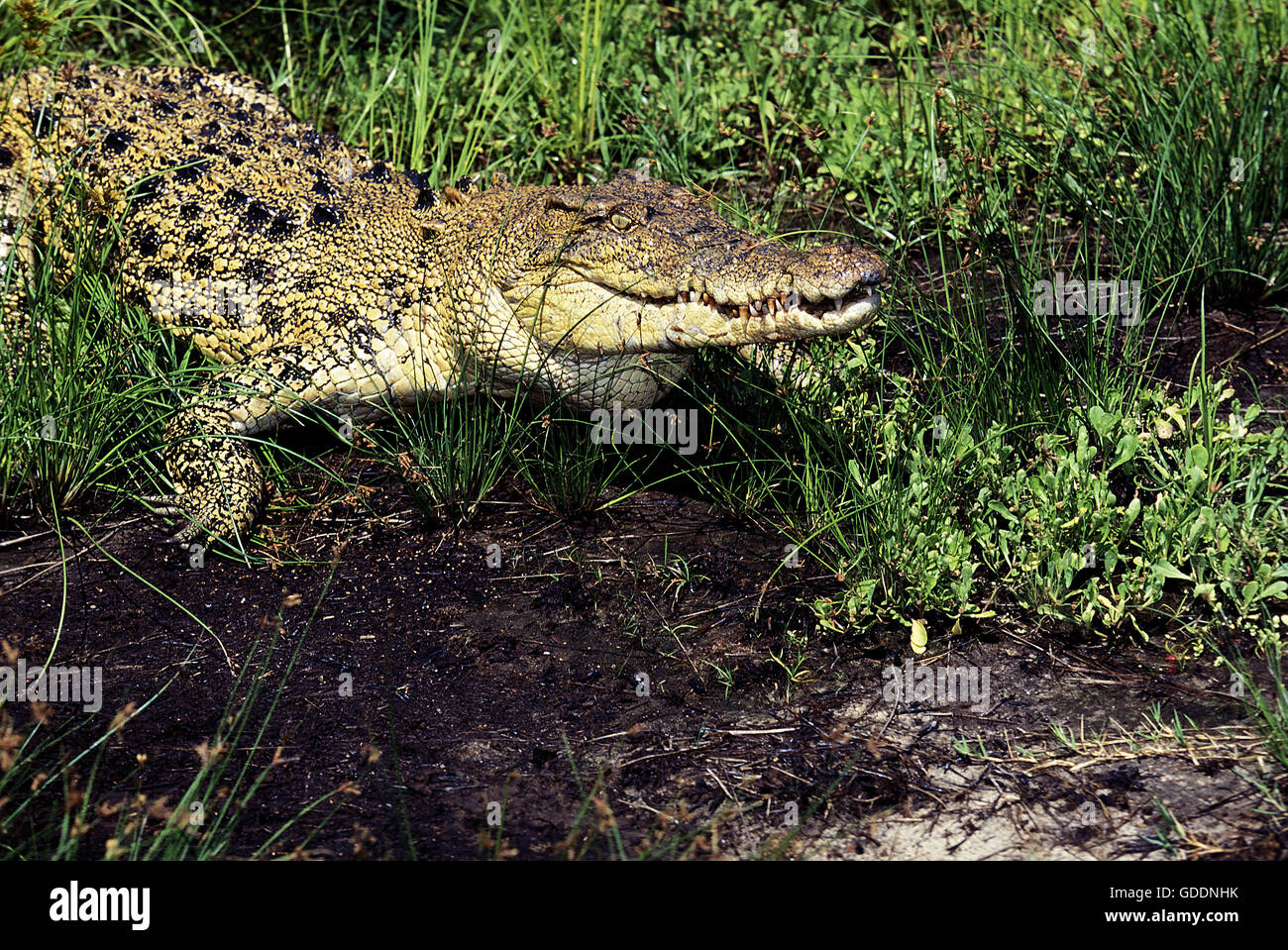 Australian coccodrillo di acqua salata o di estuario, Coccodrillo Crocodylus porosus, Australia Foto Stock