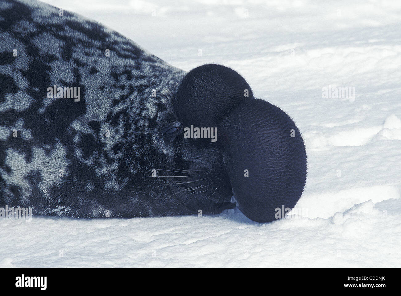 Guarnizione con cappuccio, cystophora cristata, maschio su ghiaccio Floe, il cofano e la membrana sono usati per aggressione visualizzare quando vengono minacciati e come un avviso durante la stagione della riproduzione, Magdalena isola in Quebec, Canada Foto Stock