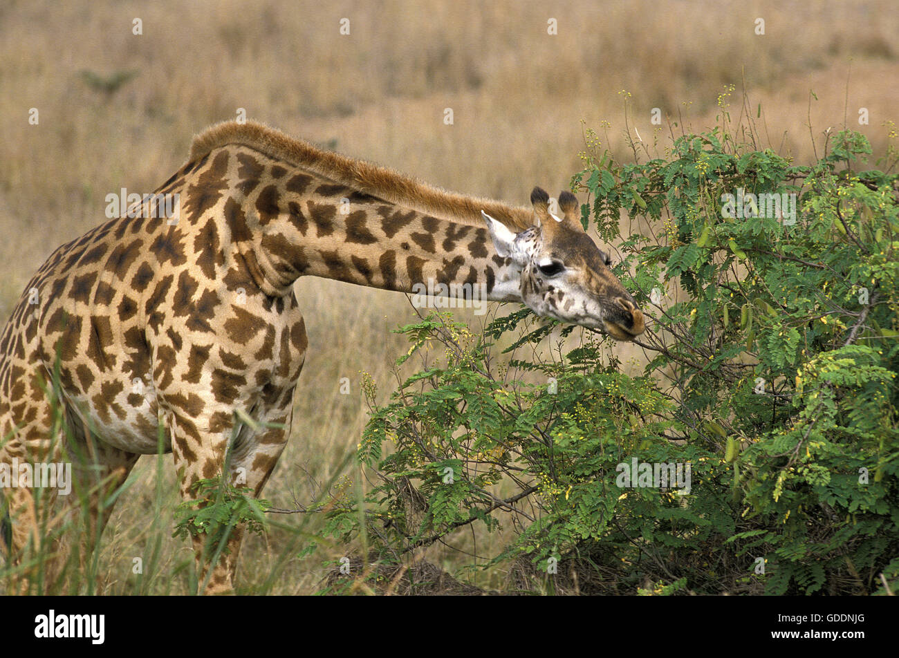 Masai Giraffe, giraffa camelopardalis tippelskirchi, adulto Acacia mangiare le foglie, Masai Mara Park in Kenya Foto Stock