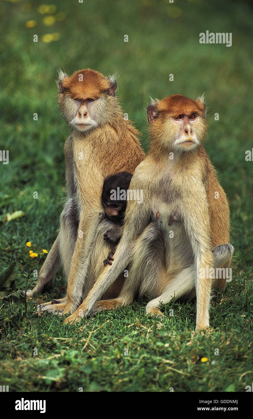 Patas Monkey, erythrocebus patas, Madre e giovani Foto Stock