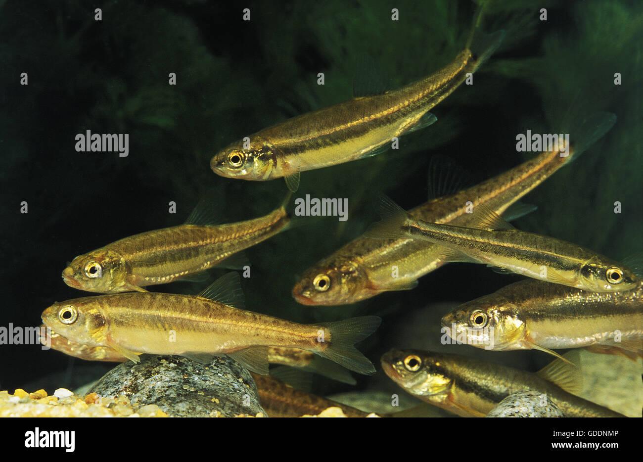 Minnow, phoxinus phoxinus Foto Stock