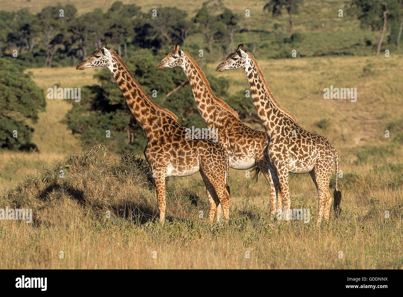 Masai Giraffe, giraffa camelopardalis tippelskirchi, Masai Mara Park in Kenya Foto Stock