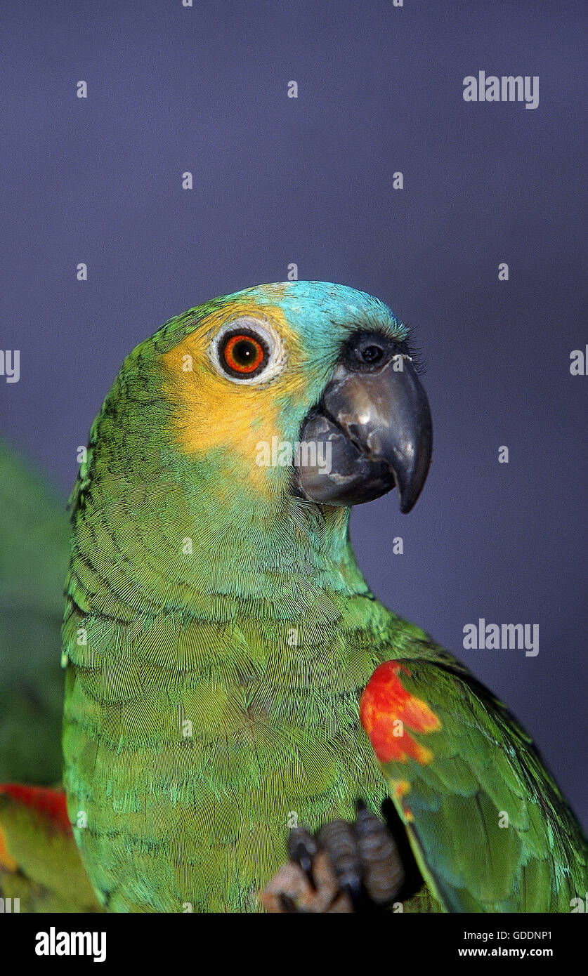 Blu-fronteggiata Amazon Parrot o Turquoise-Fronted Amazon Parrot, Amazon aestiva, Pantanal in Brasile Foto Stock