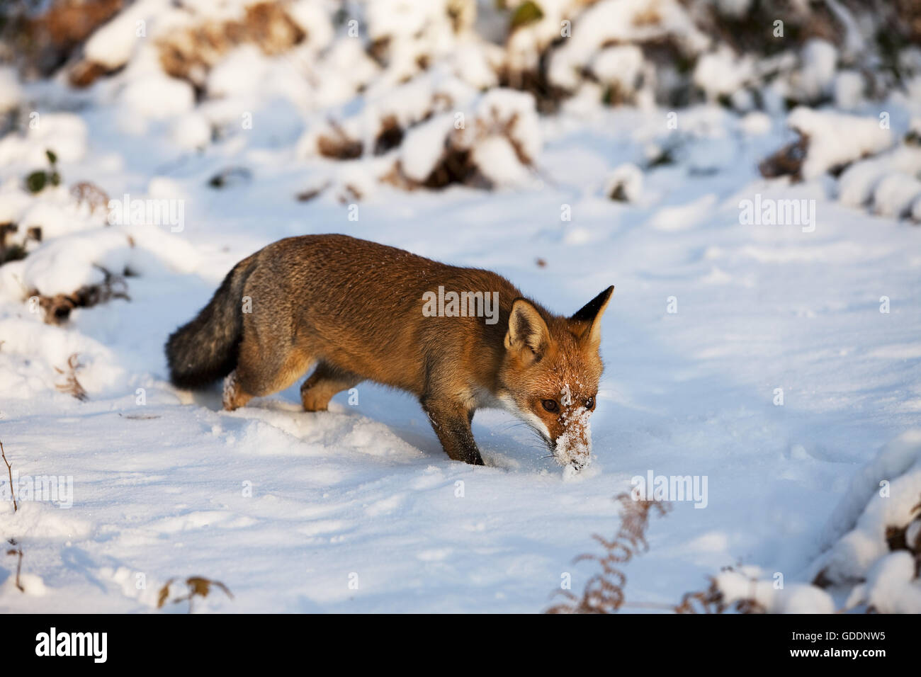 Red Fox, vulpes vulpes, adulti sulla neve, Normandia Foto Stock