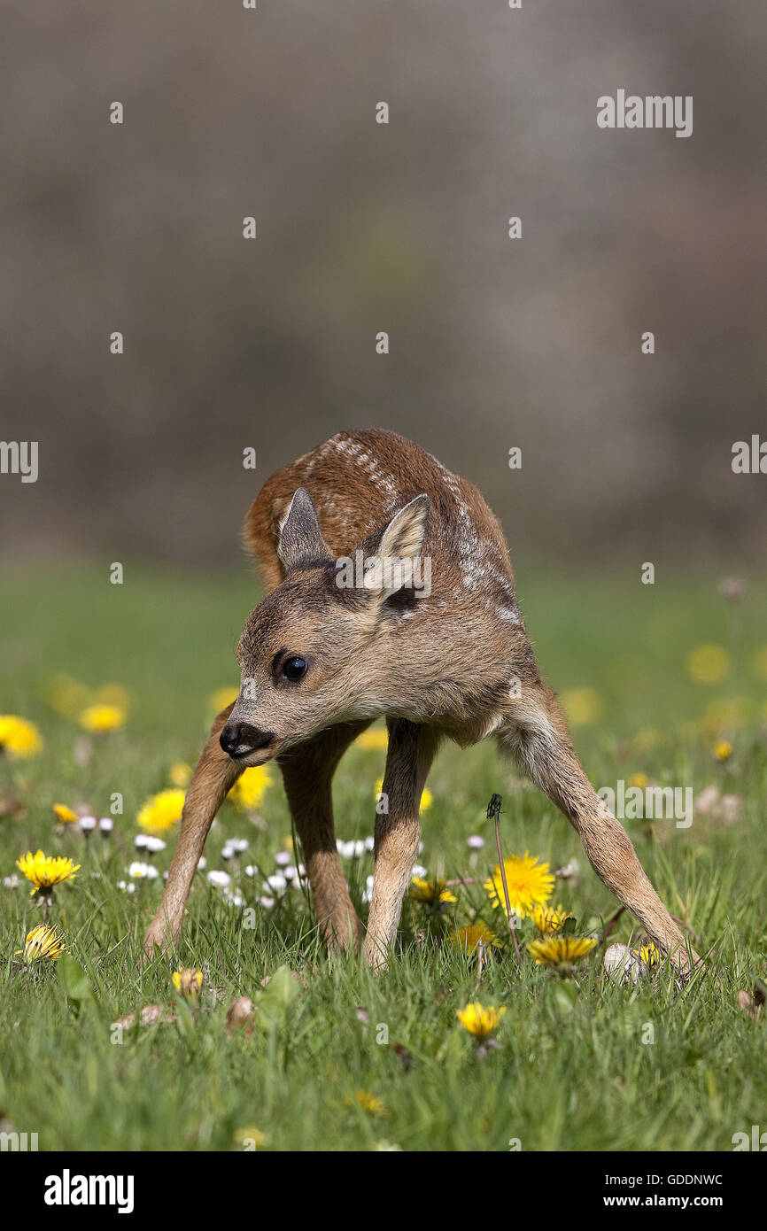 Il Capriolo Capreolus capreolus, fulvo con fiori, Normandia Foto Stock