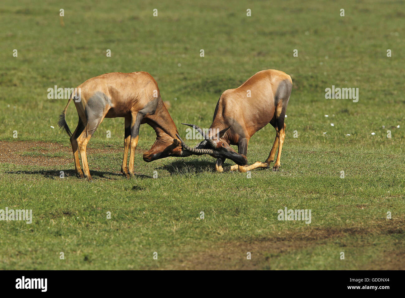 Topi, damaliscus korrigum, maschi combattimenti, Masai Mara Park in Kenya Foto Stock
