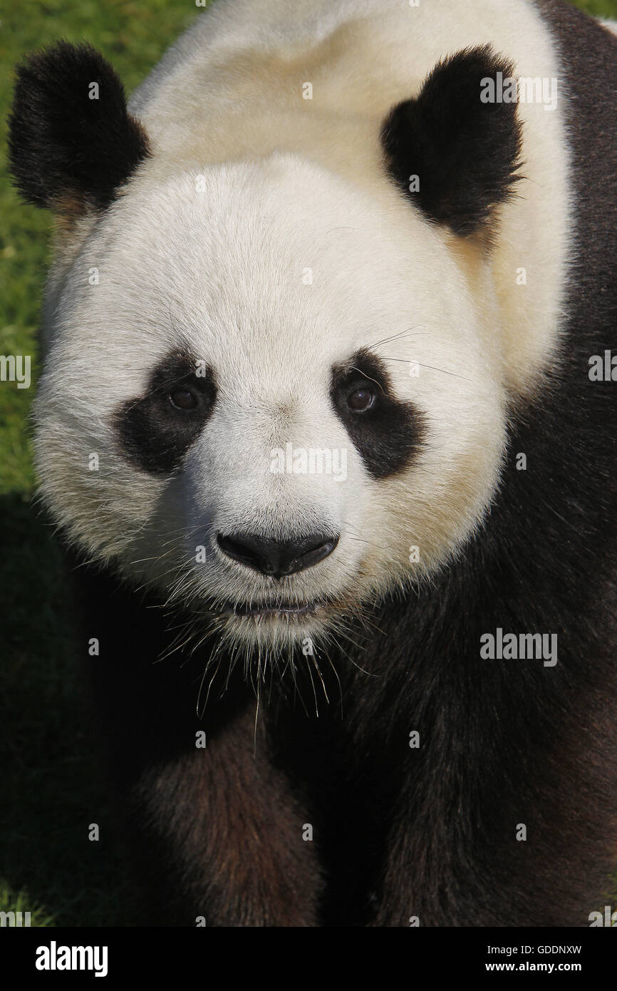 Panda gigante, Ailuropoda melanoleuca, Ritratto di adulto Foto Stock