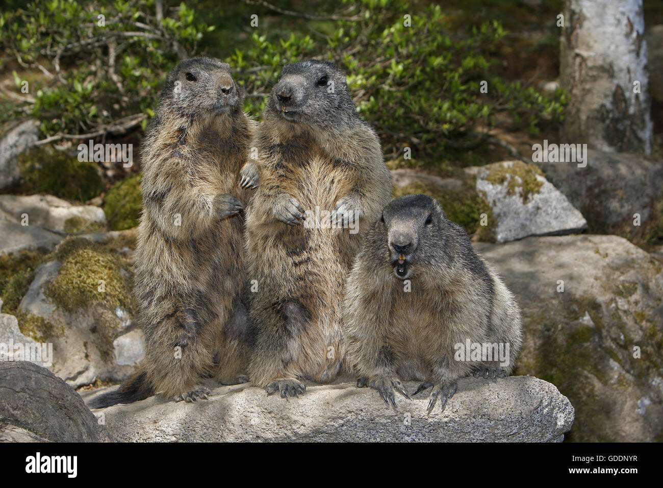 La marmotta alpina, Marmota marmota, Adulti sulle rocce, Francia Foto Stock